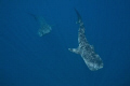   Pair whale sharks feeding Honda Bay Palawan. There were four skipjack tuna small shoaling fish less mile offshore. Palawan offshore  
